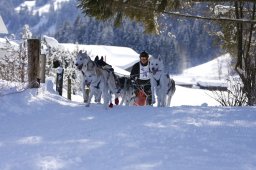 Lenk 2013